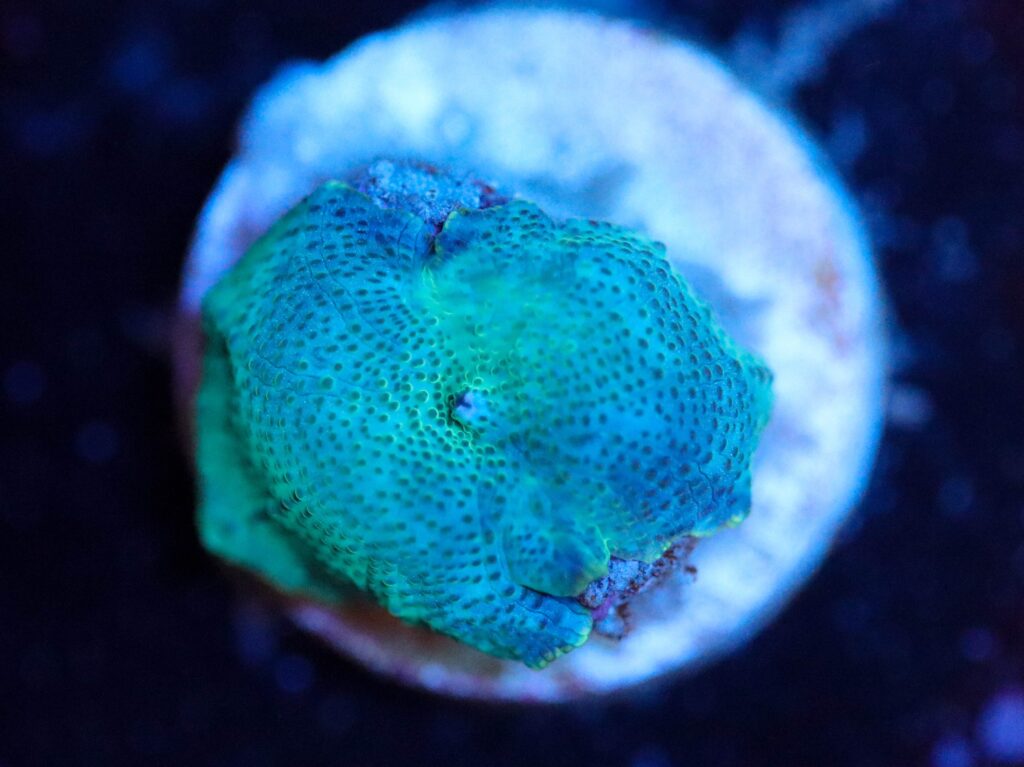 Frag Box Corals