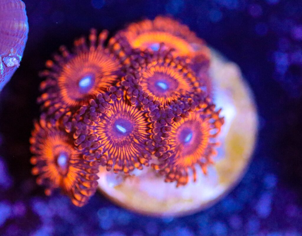 Frag Box Corals