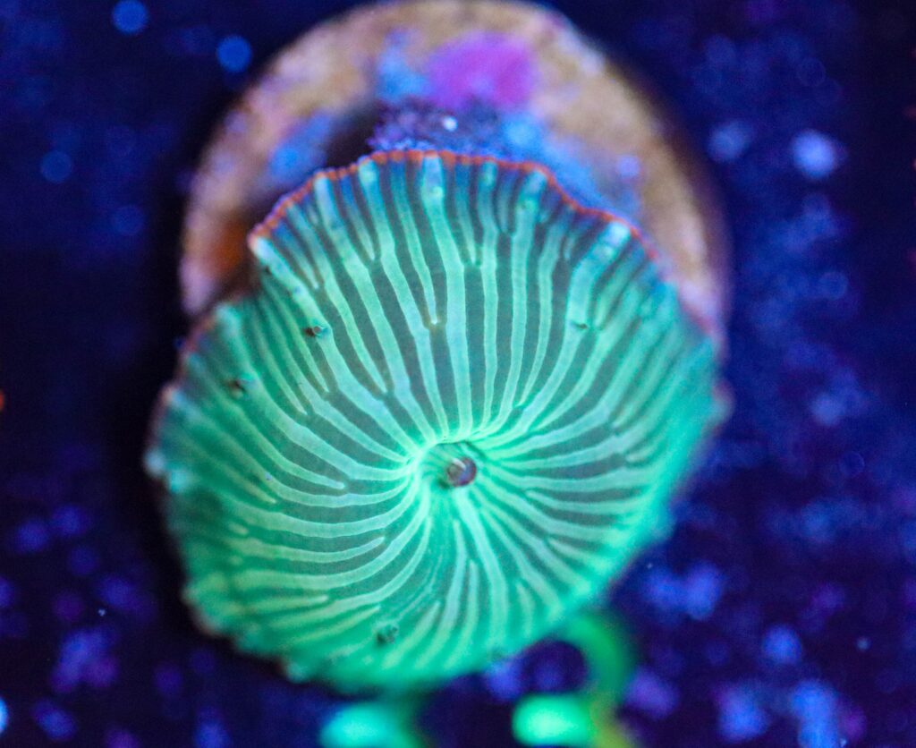 Frag Box Corals