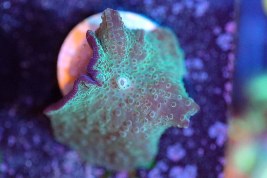 Frag Box Corals