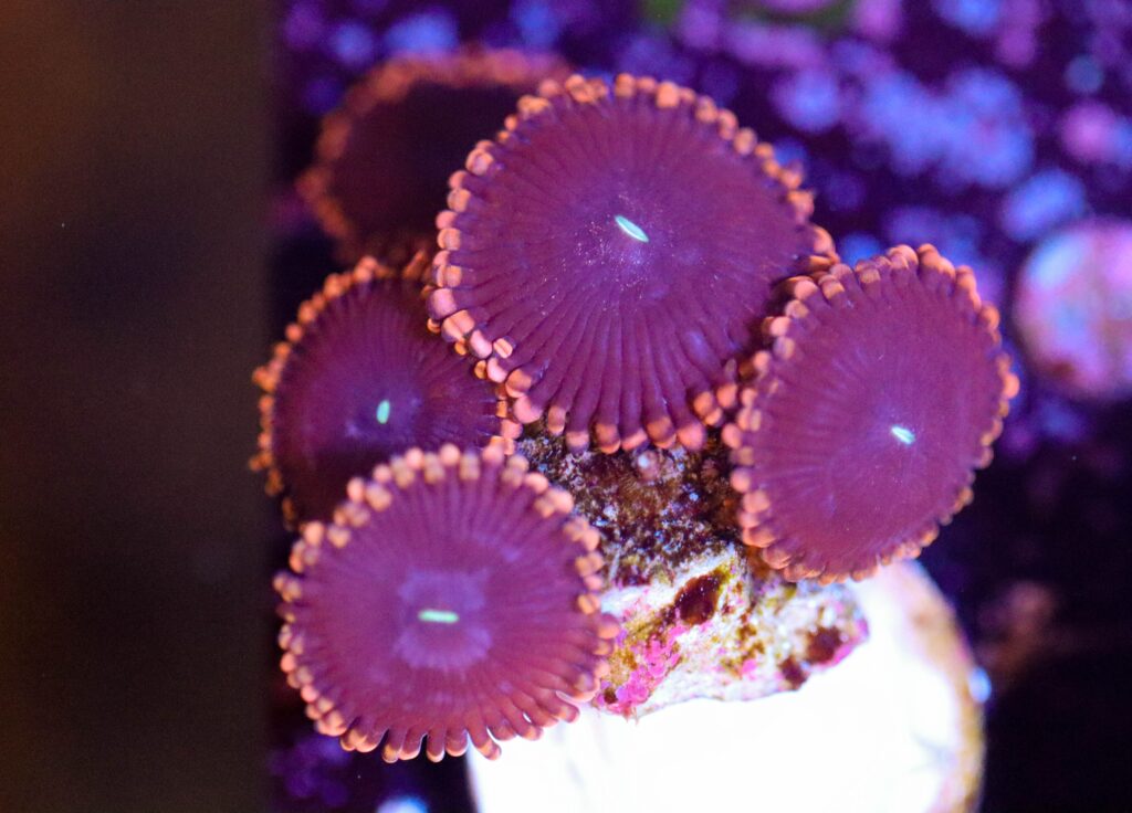 Frag Box Corals