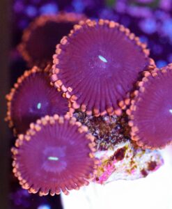 Wysiwyg Large X-Men Zoa Frag [F36]