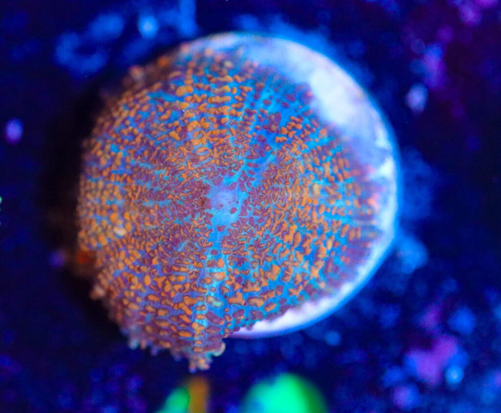 Frag Box Corals