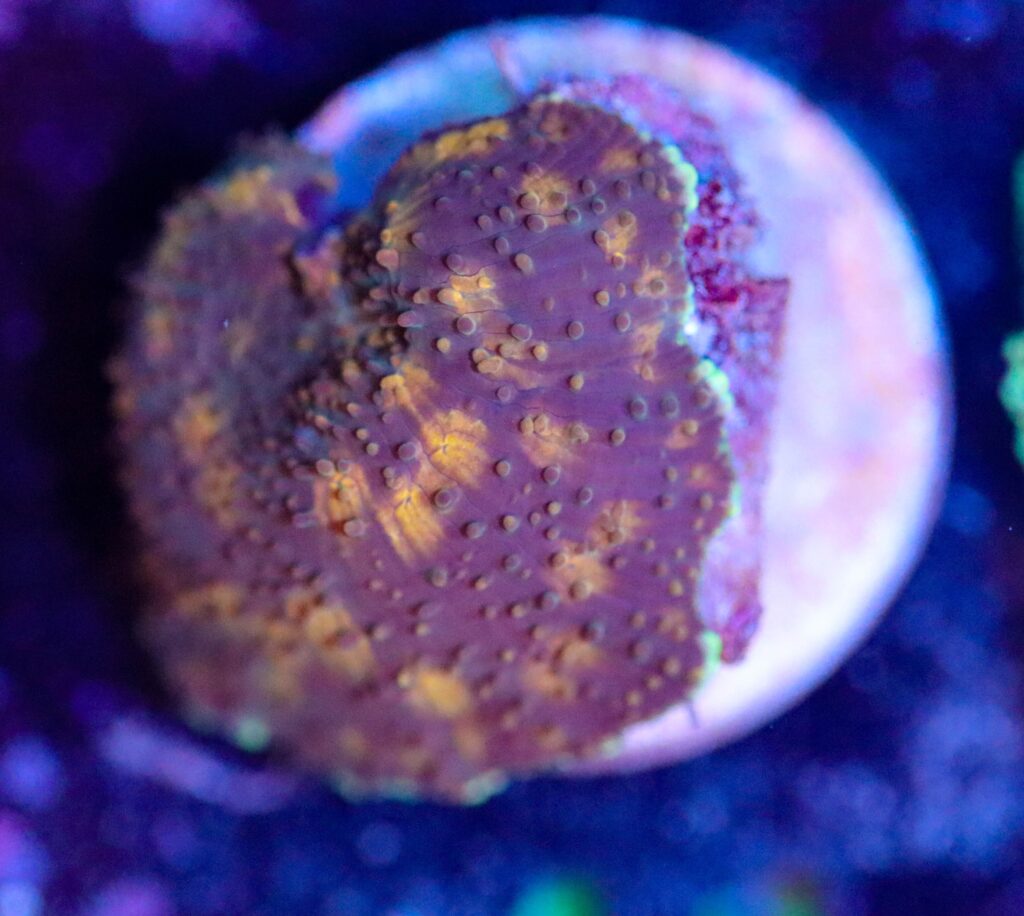 Frag Box Corals
