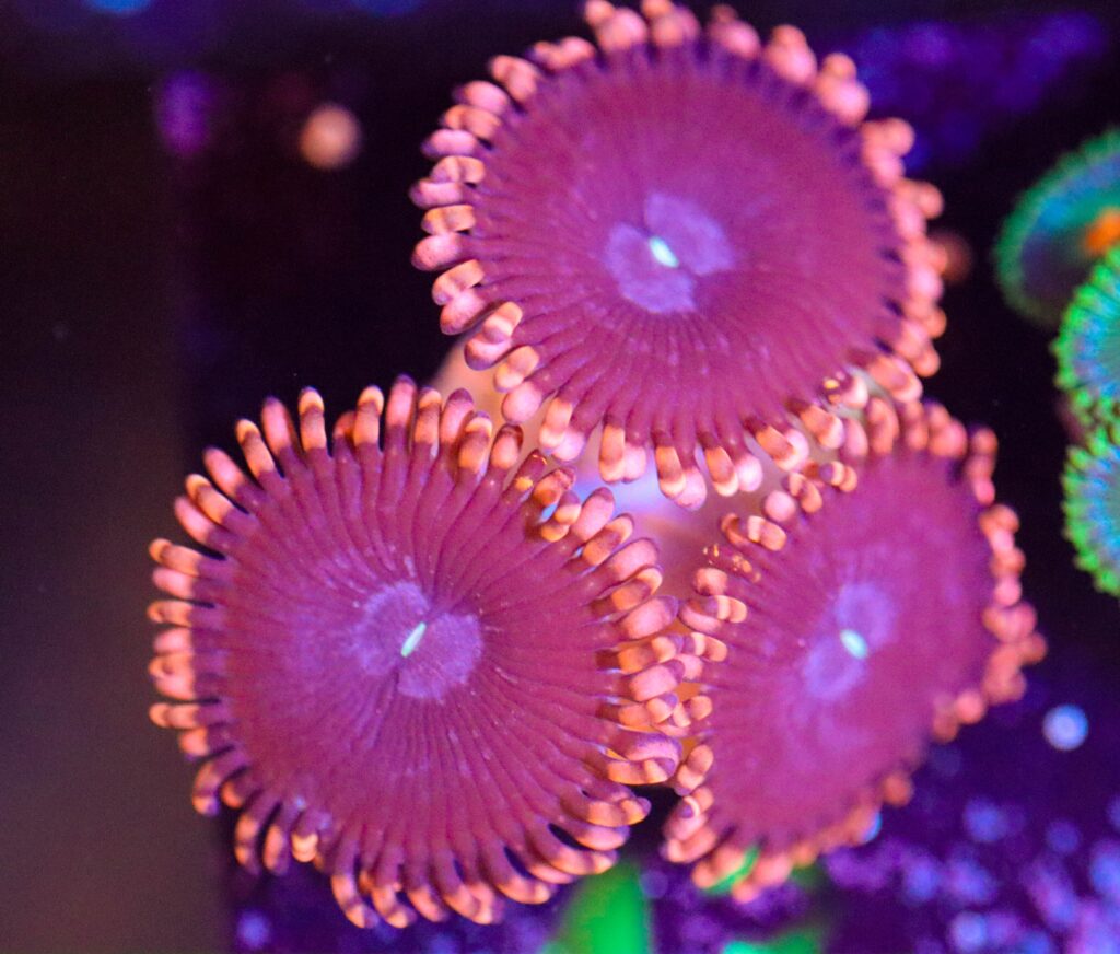 Frag Box Corals
