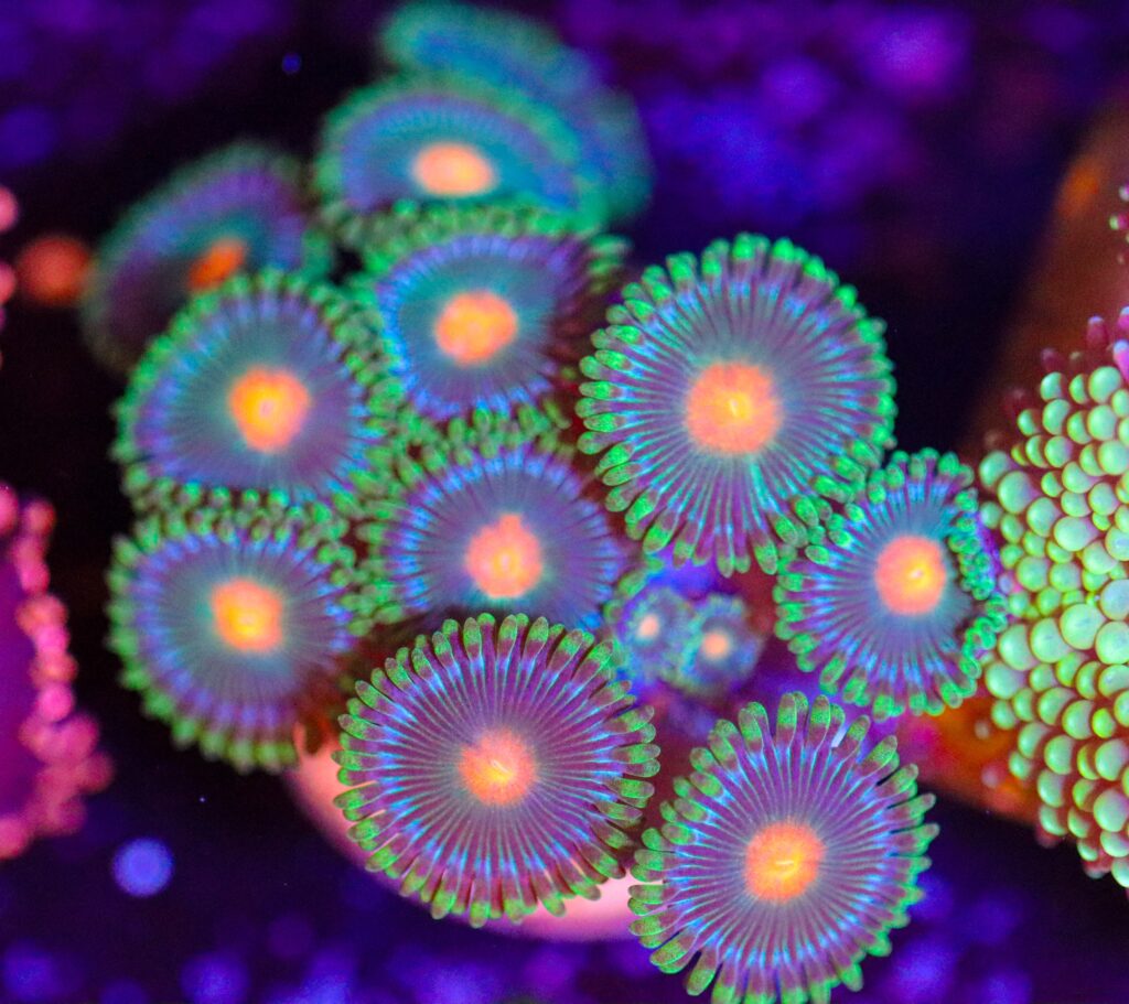 Frag Box Corals