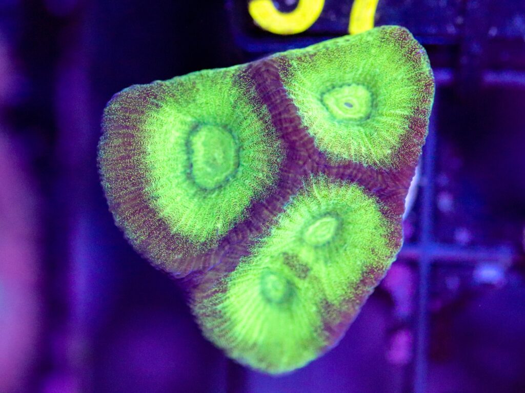 Frag Box Corals