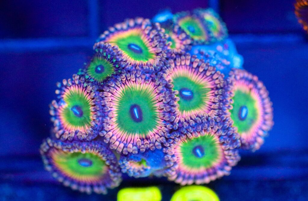 Frag Box Corals