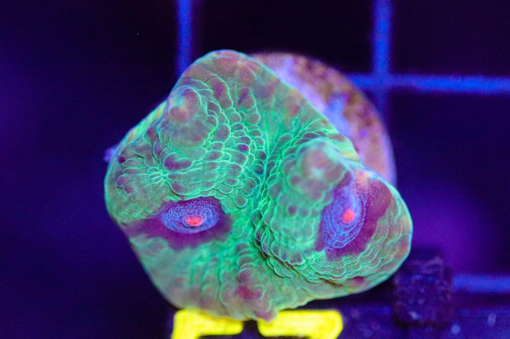 Frag Box Corals