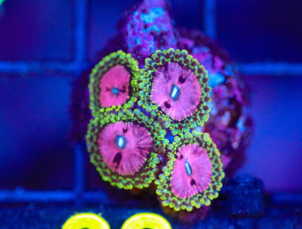 Frag Box Corals