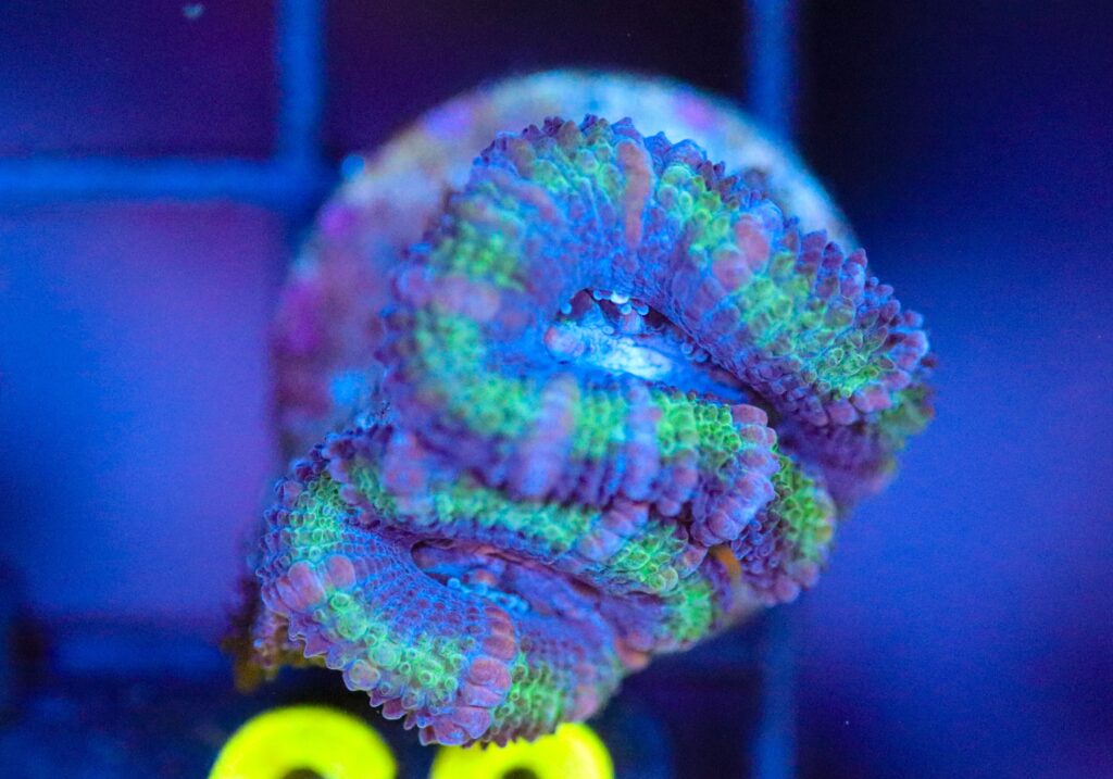 Frag Box Corals