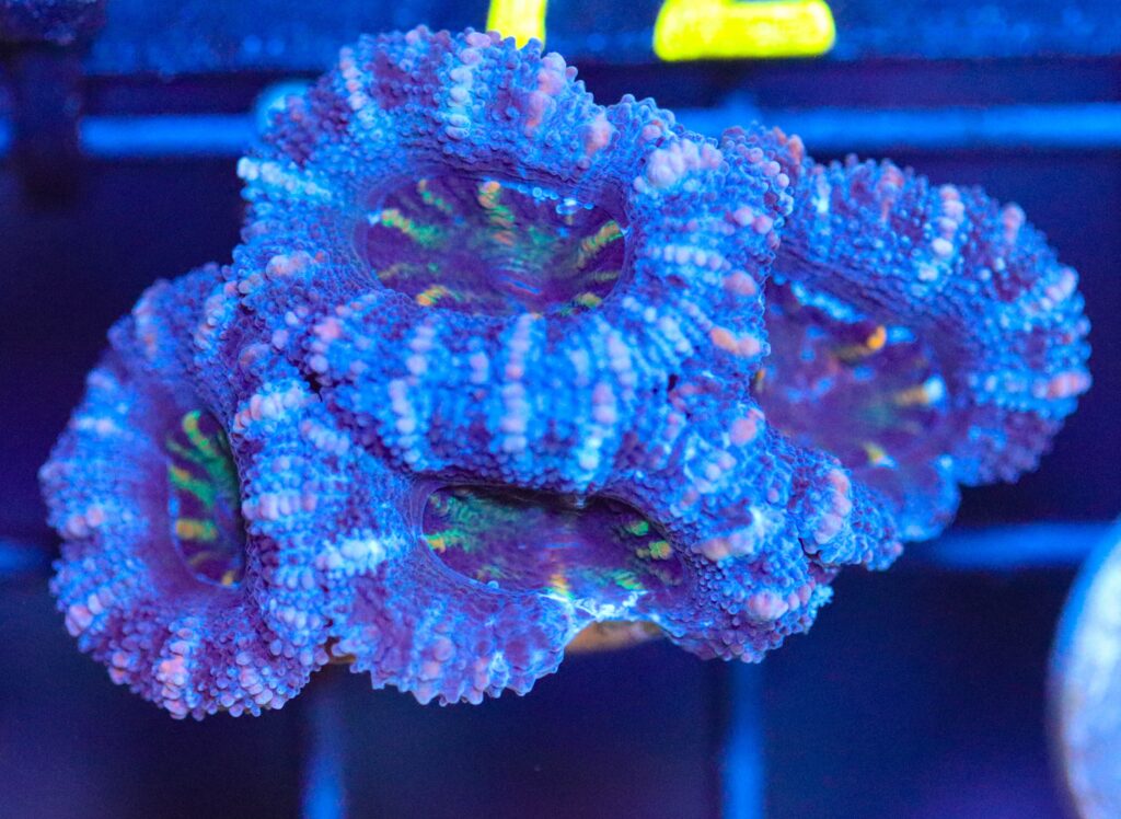 Frag Box Corals