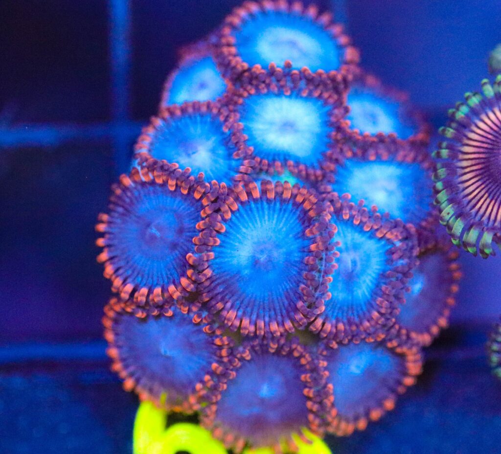 Frag Box Corals