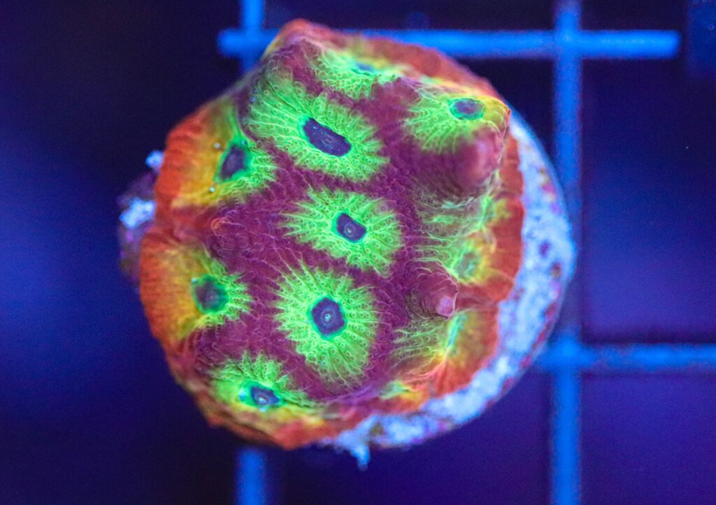 Frag Box Corals