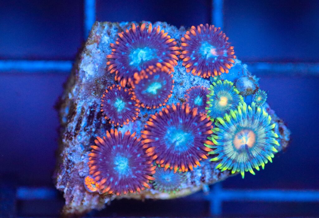 Frag Box Corals