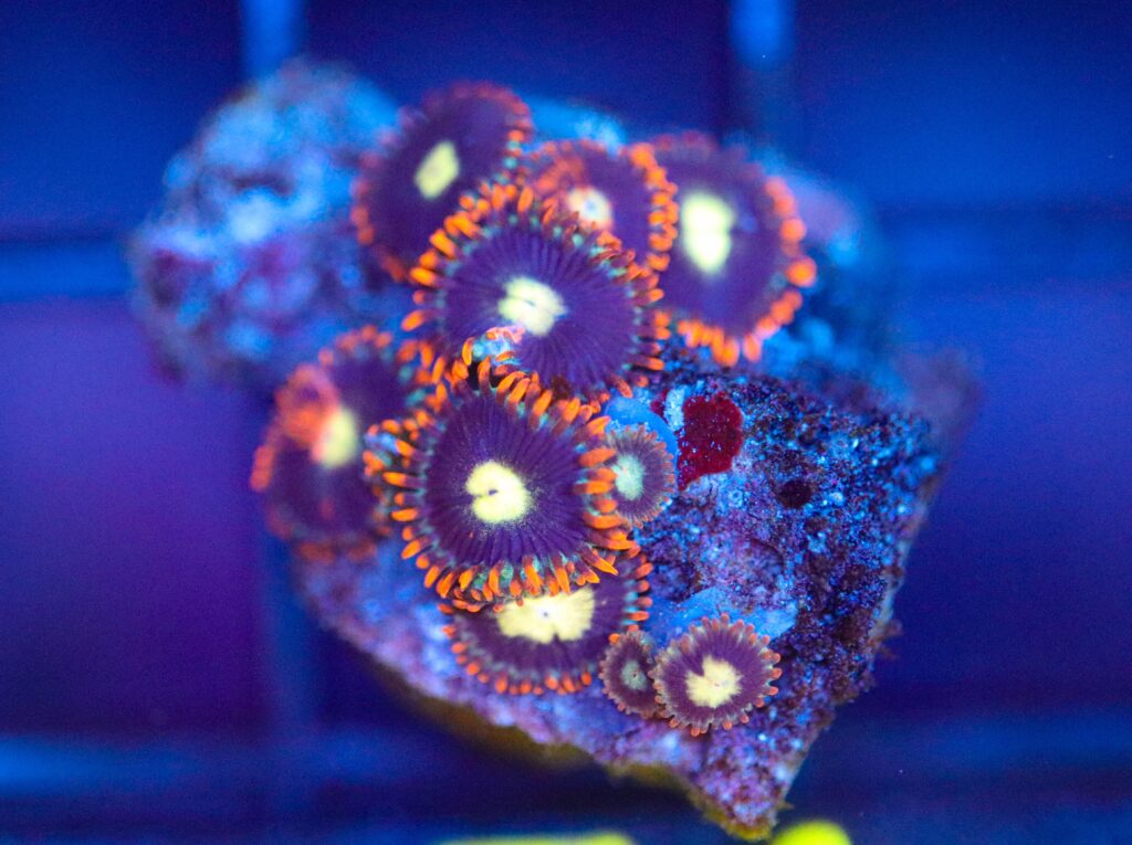 Frag Box Corals