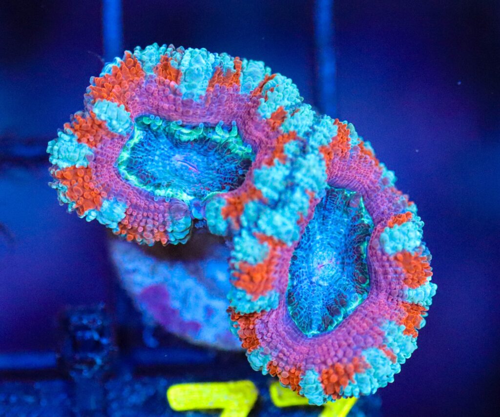 Frag Box Corals