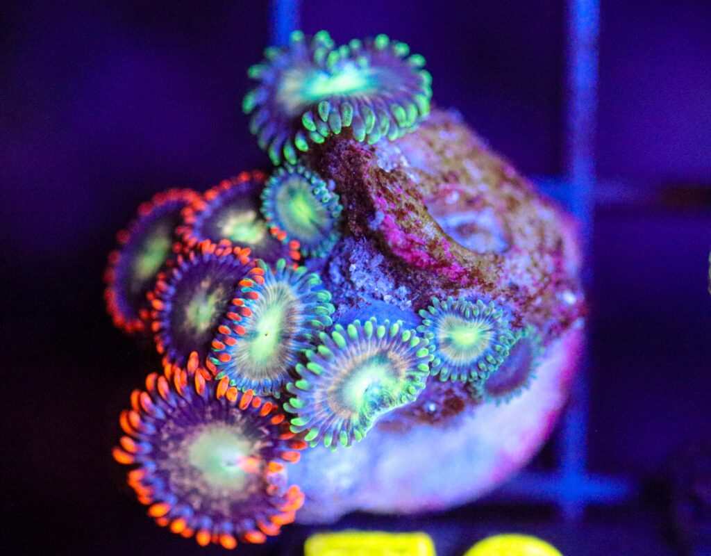 Frag Box Corals