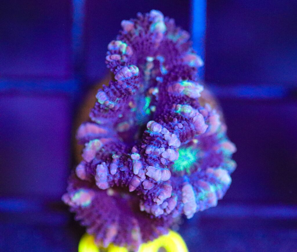 Frag Box Corals