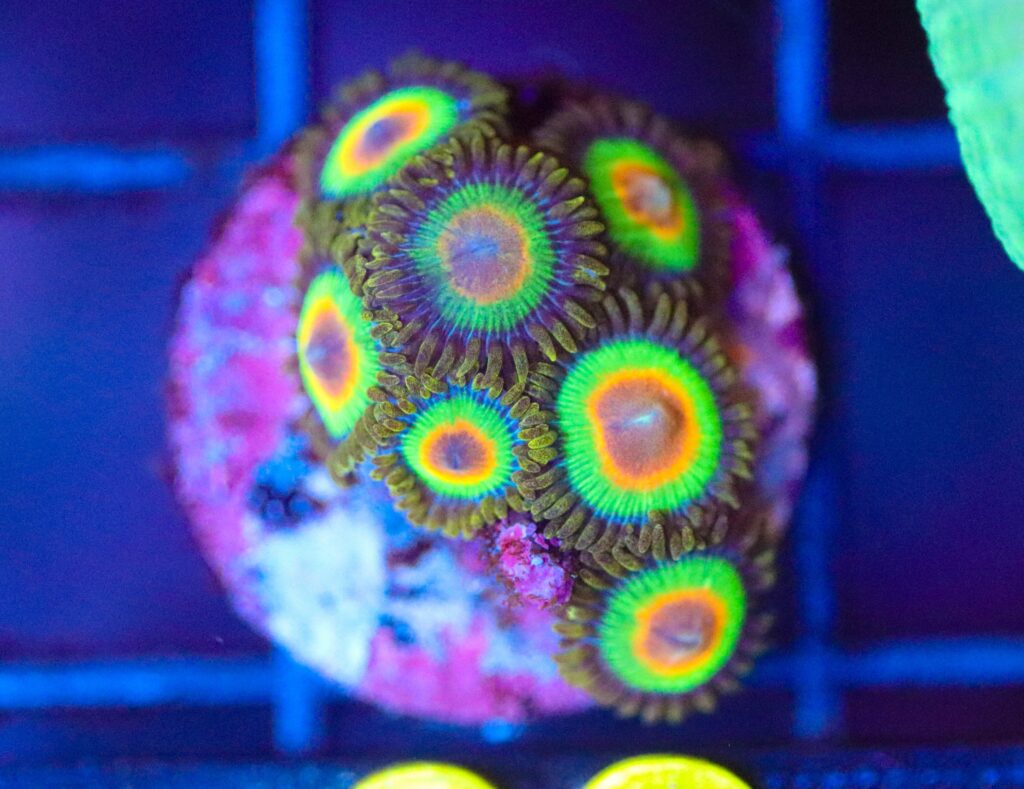 Frag Box Corals