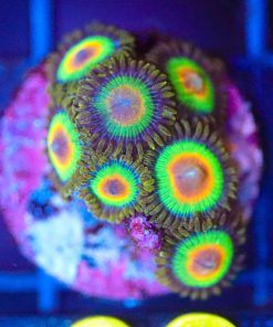 Wysiwyg Rasta Zoa Frag [F82]