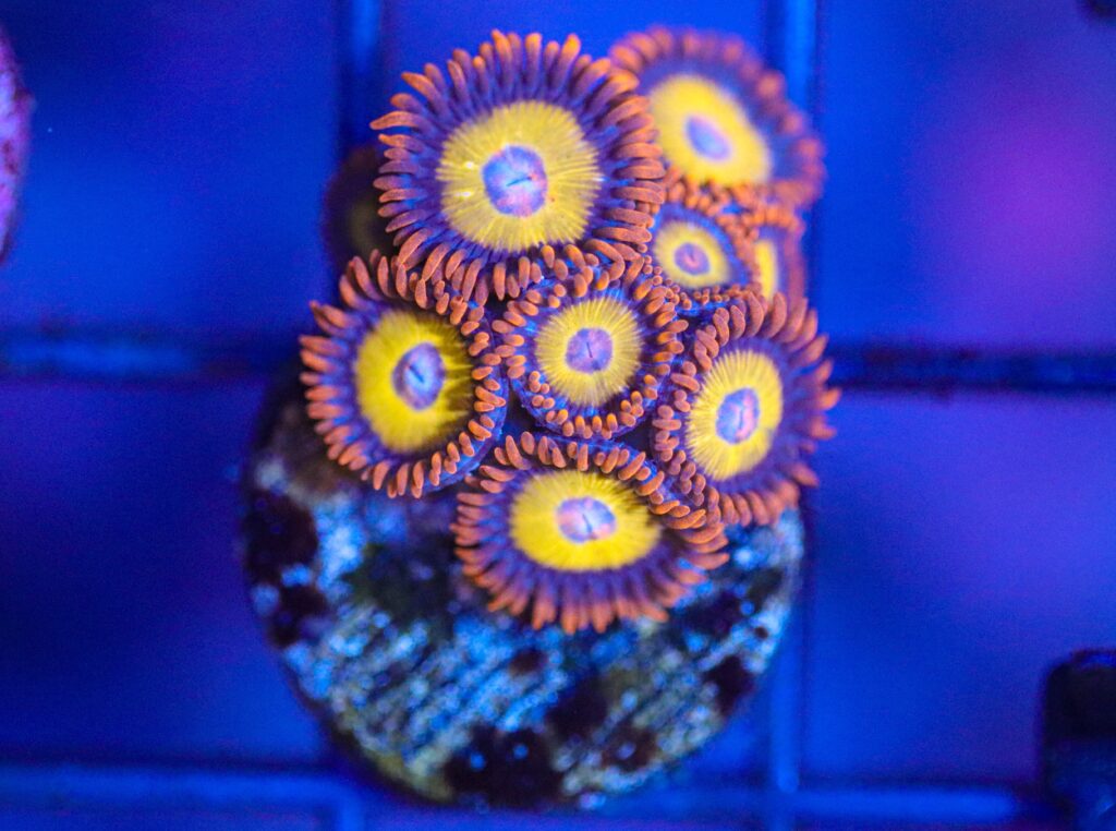 Frag Box Corals
