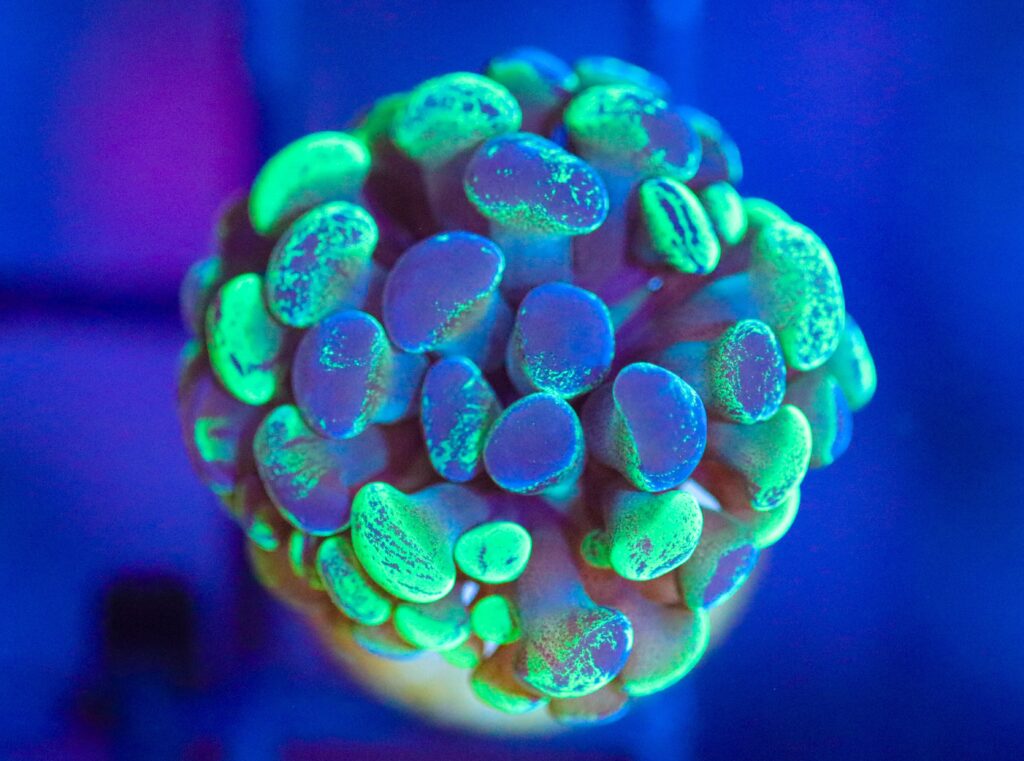 Frag Box Corals