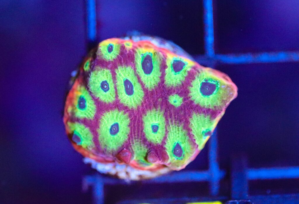 Frag Box Corals
