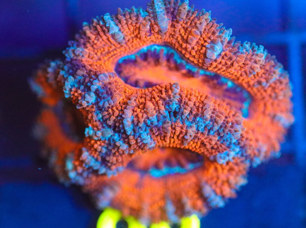 Frag Box Corals