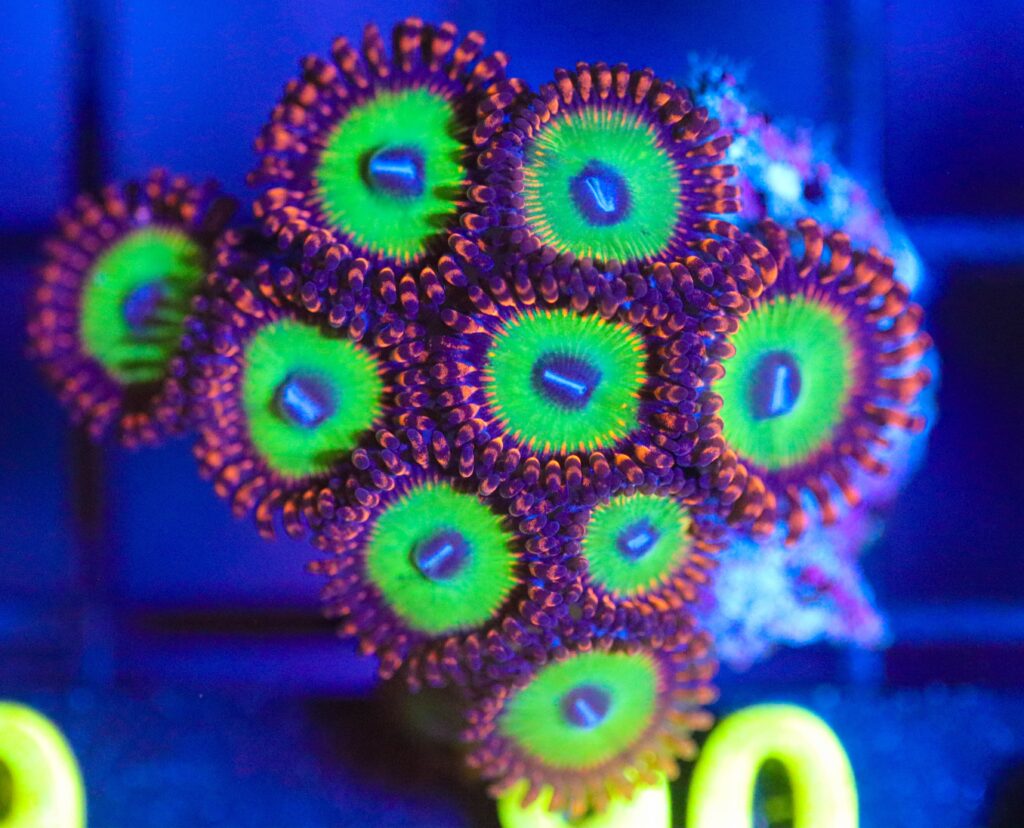 Frag Box Corals