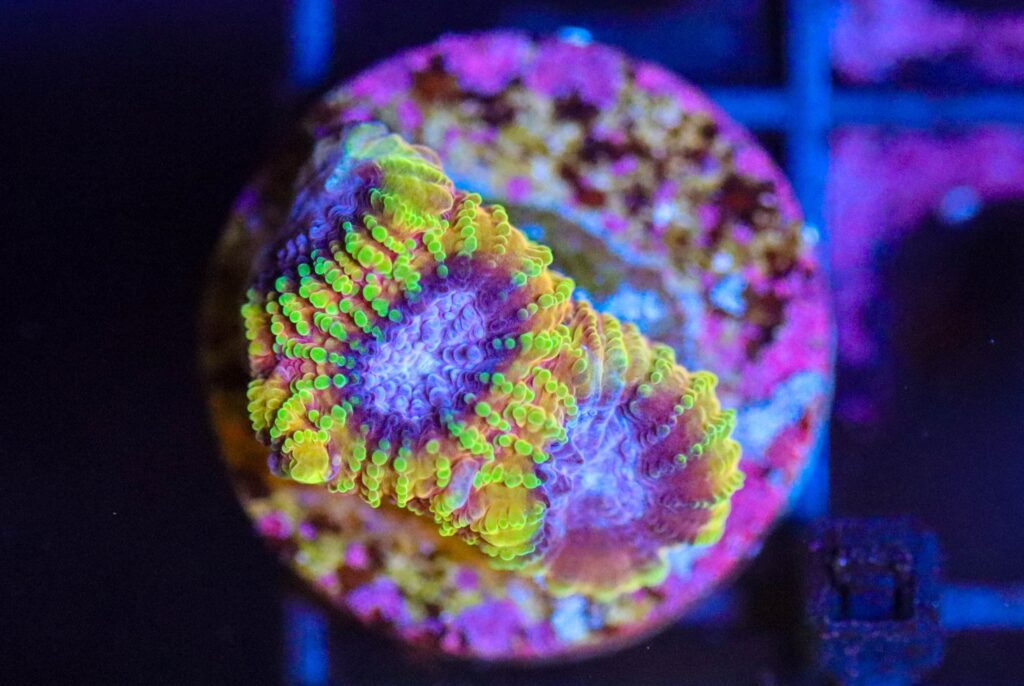 Frag Box Corals