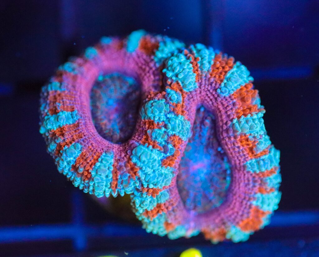 Frag Box Corals