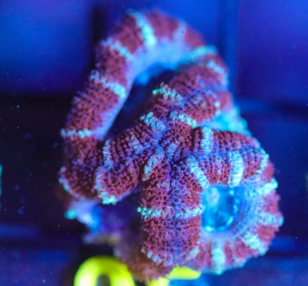Frag Box Corals