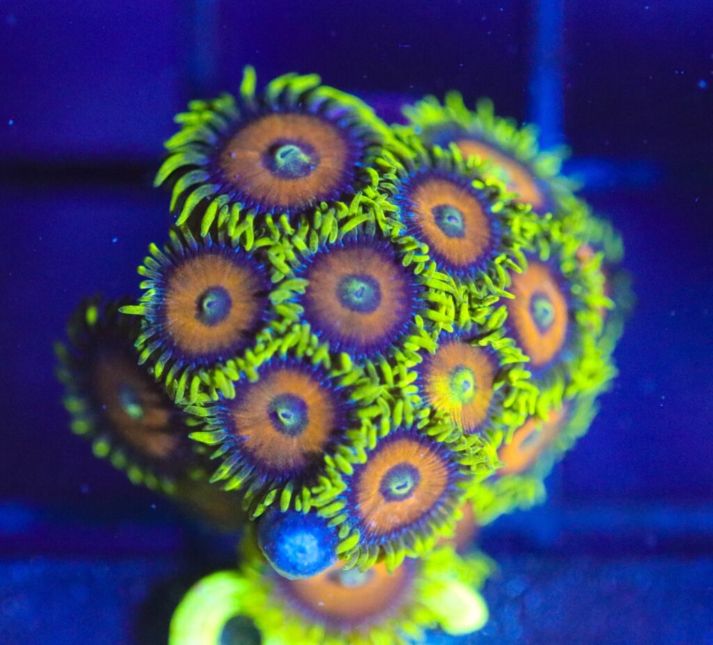 Frag Box Corals