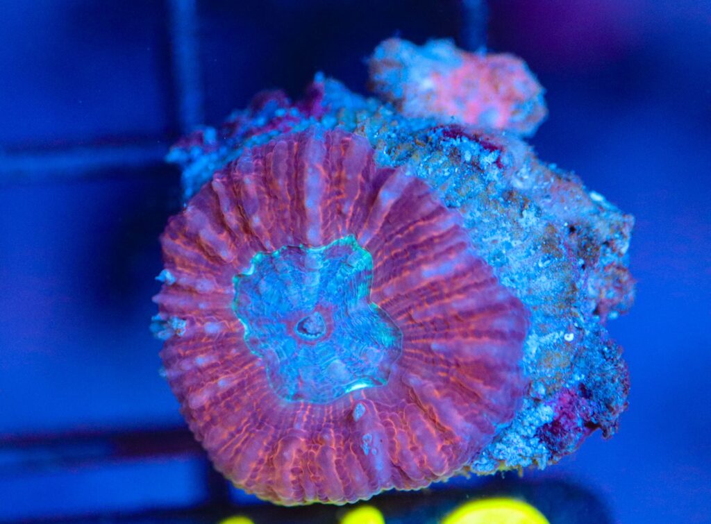 Frag Box Corals