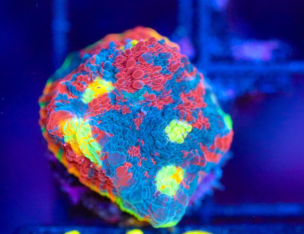 Frag Box Corals