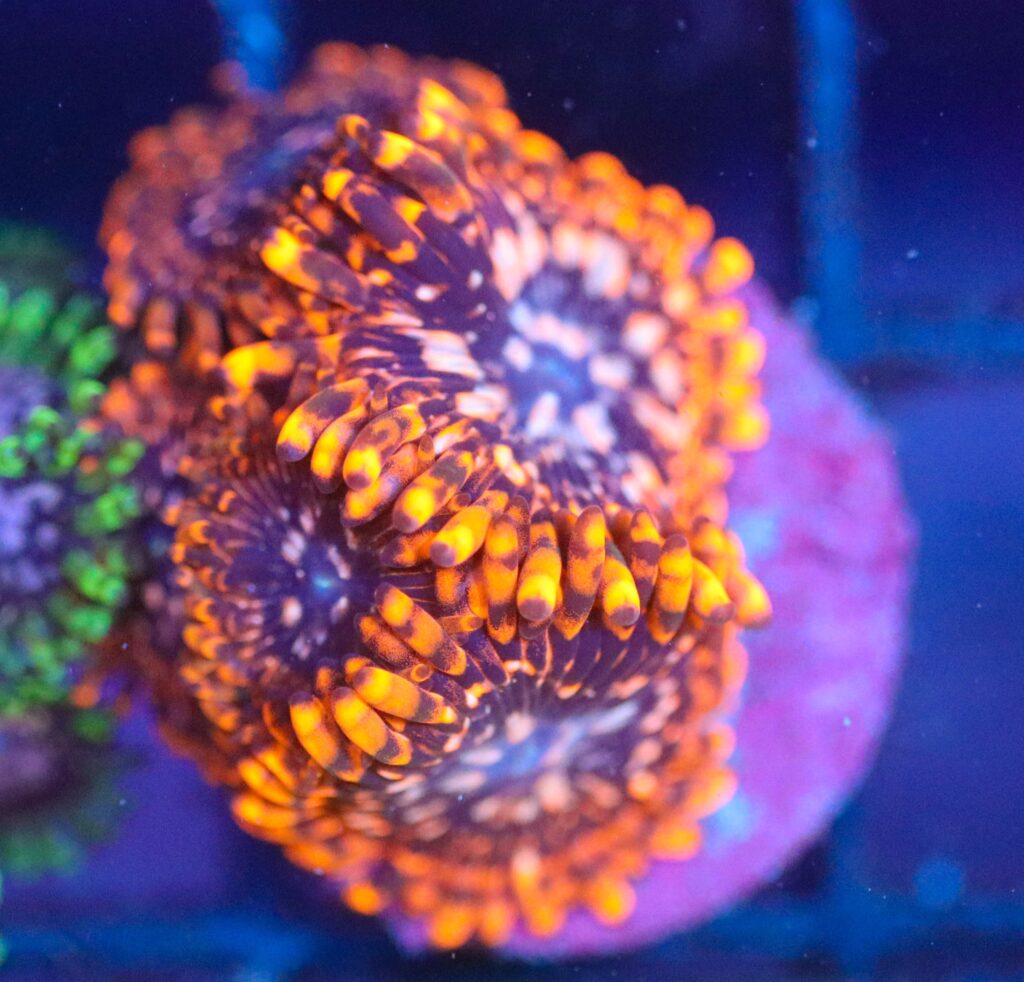 Frag Box Corals