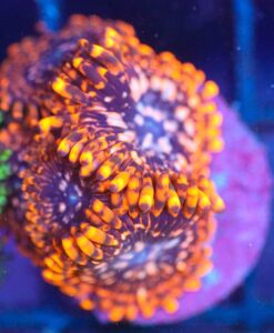 Wysiwyg Big Utterchaos Frag x5 [F116]