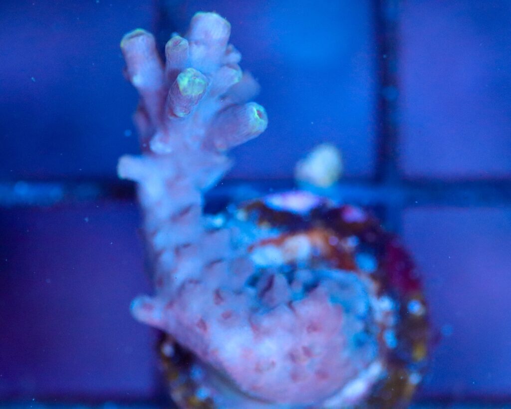 Frag Box Corals
