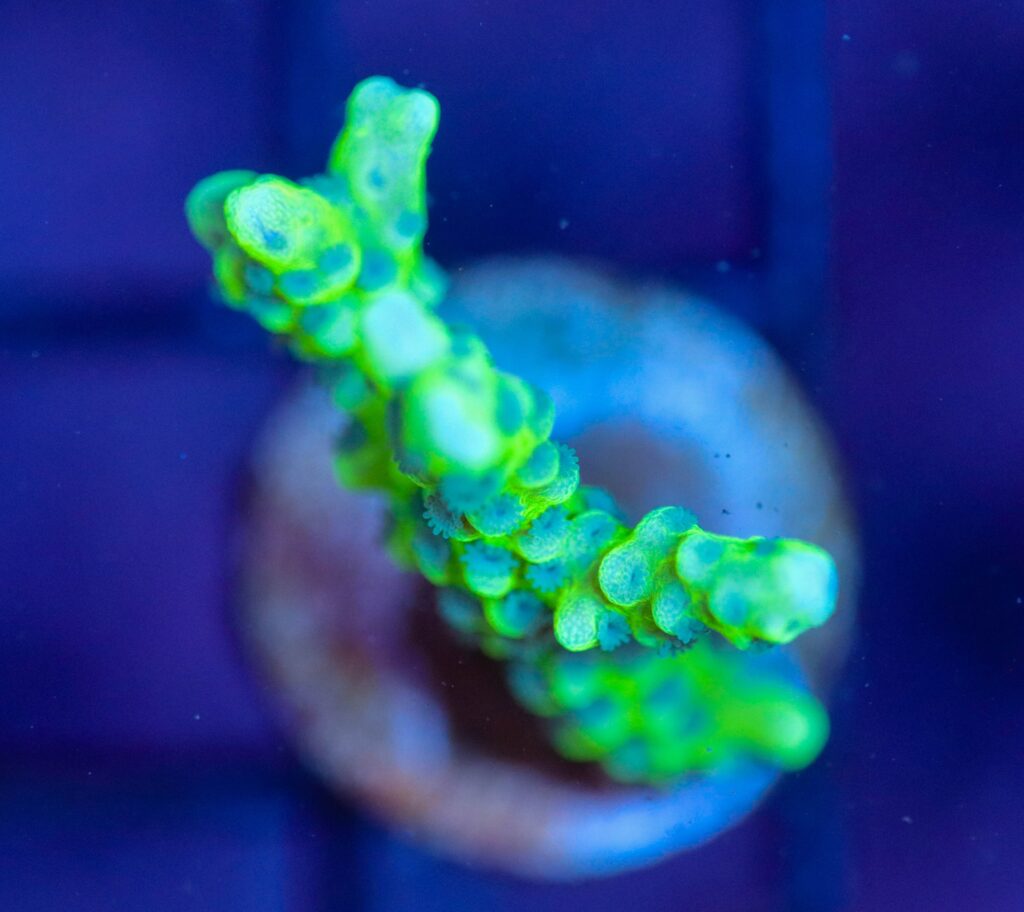 Frag Box Corals