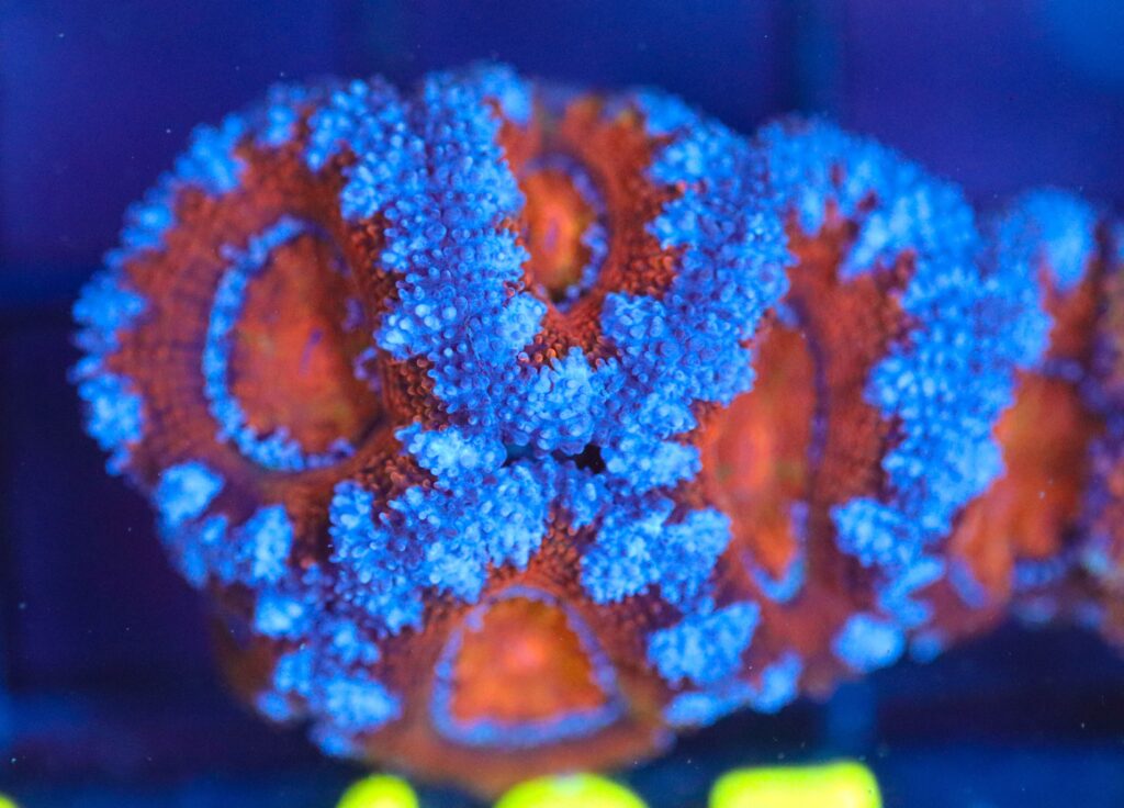 Frag Box Corals