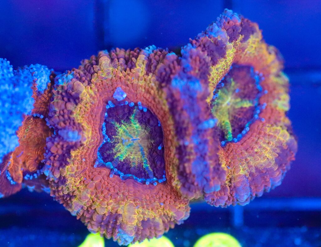 Frag Box Corals