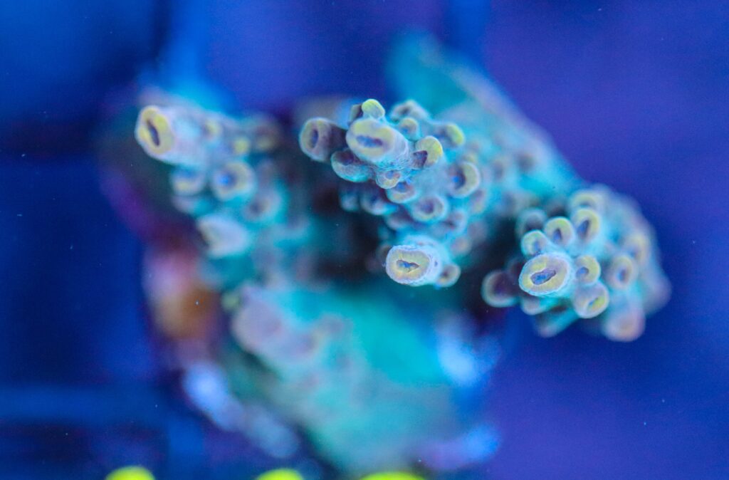 Frag Box Corals