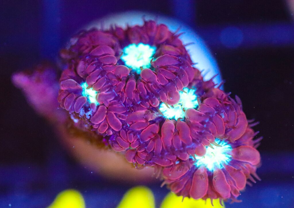 Frag Box Corals