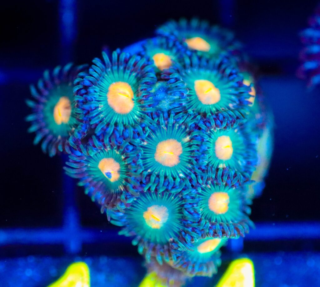 Frag Box Corals