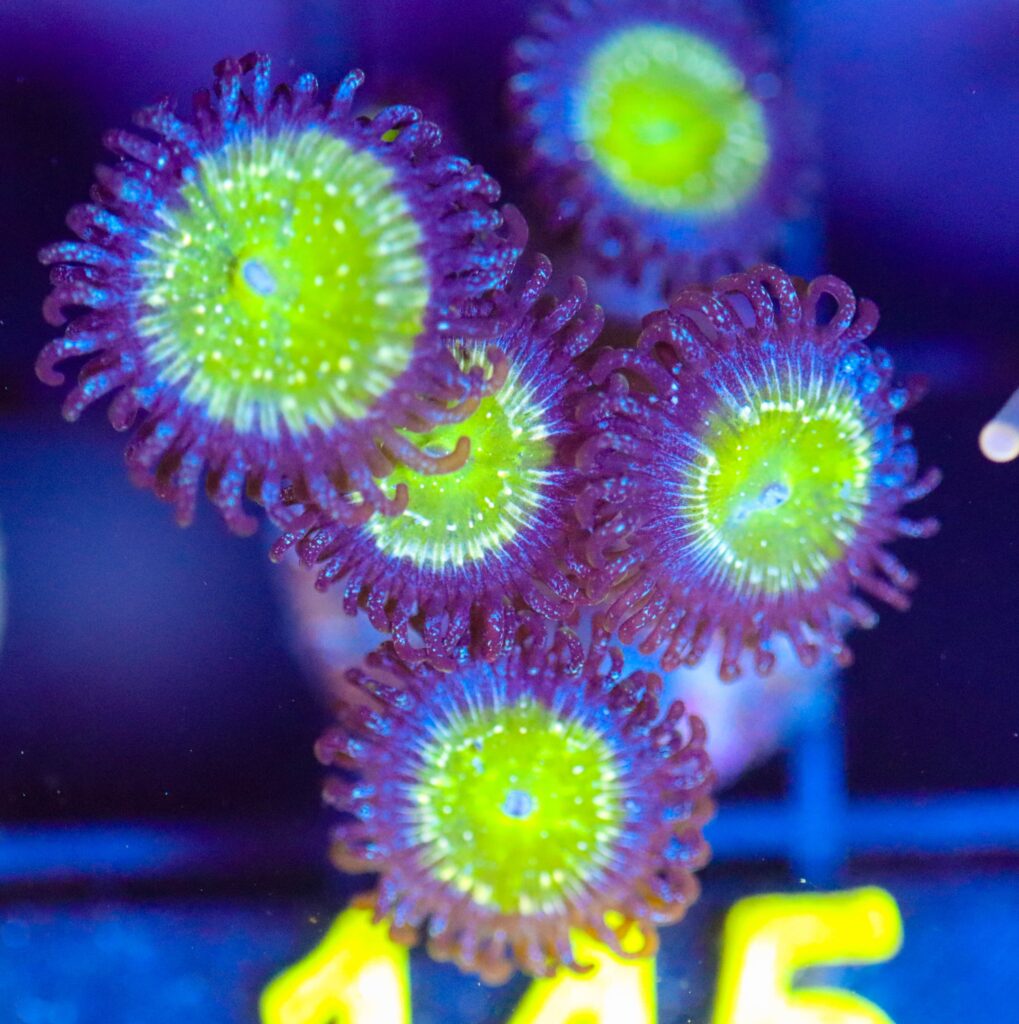 Frag Box Corals