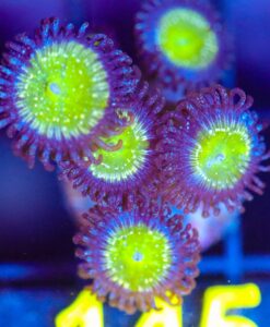 Wysiwyg Frozen Apple Zoa Frag [F145]