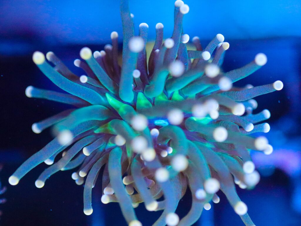 Frag Box Corals