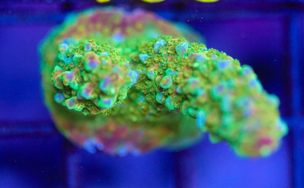 Frag Box Corals