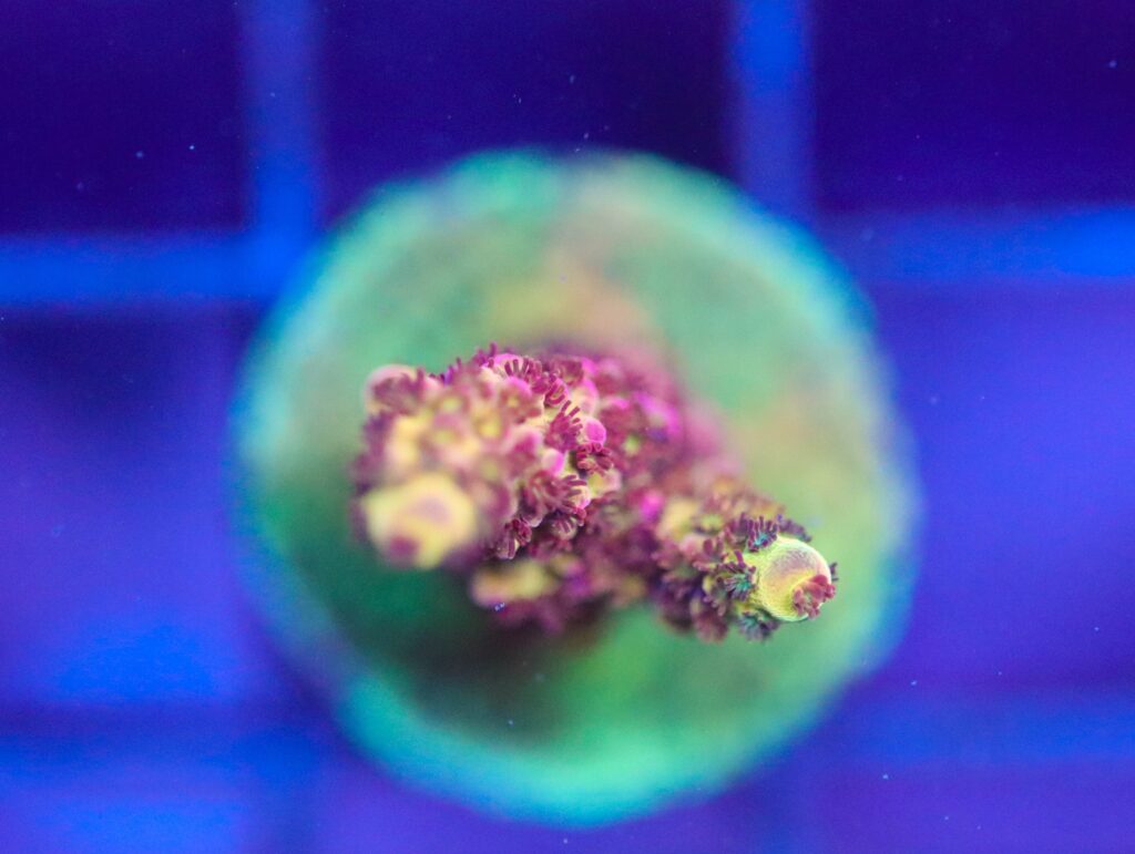 Frag Box Corals